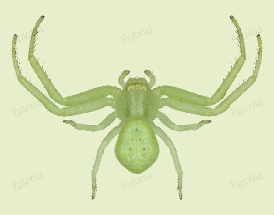 Misumessus oblongus, Misumessus oblongus, plaat