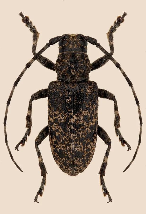 ハラアカコブカミキリ（Moechotypa diphysis）の図版