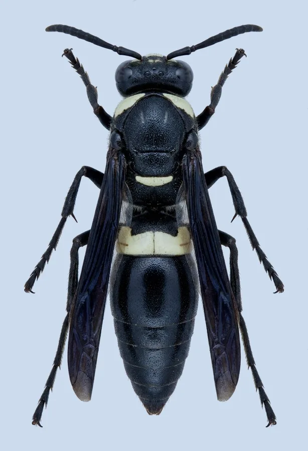 Monobia quadridens, Monobia quadridens, plaat