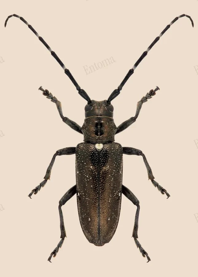 White-spotted sawyer, Monochamus scutellatus, plate