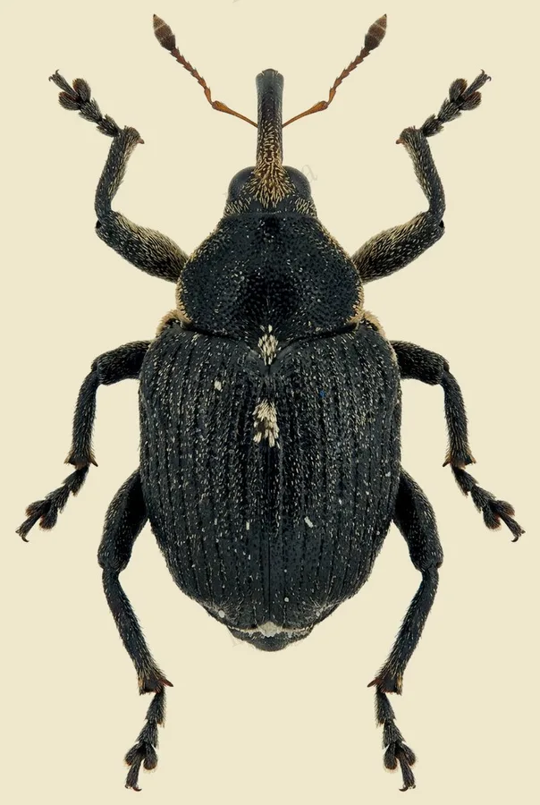 Iris weevil, Mononychus punctumalbum, plate