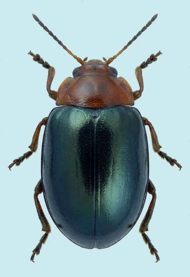 Morphosphaera chrysomeloides, Morphosphaera chrysomeloides, lámina