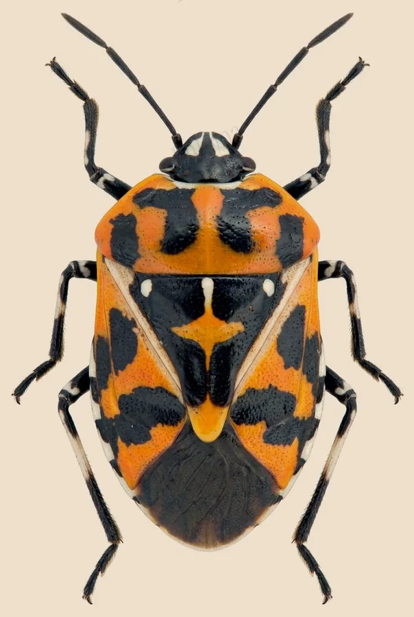 Murgantia histrionica, Murgantia histrionica, tavola