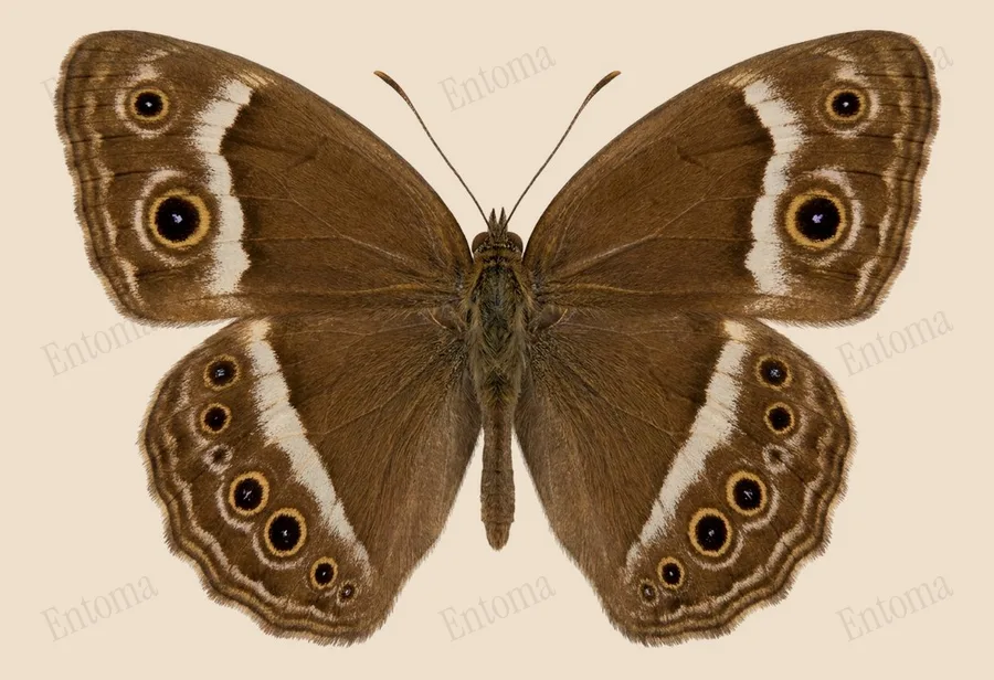 Mycalesis mineus, Mycalesis mineus, tavola
