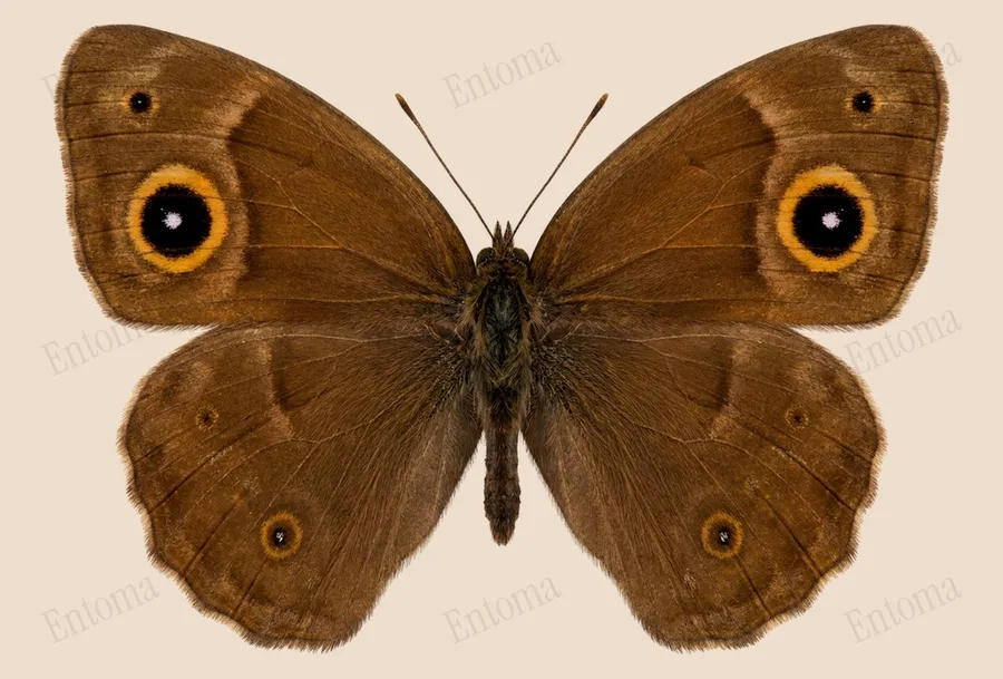 Mycalesis mucianus, Mycalesis mucianus, levha