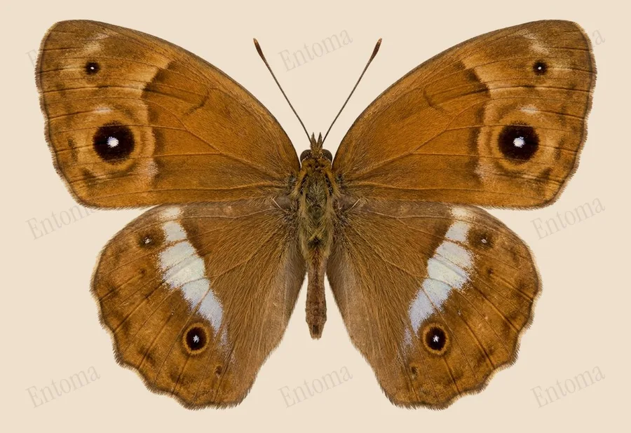 Mycalesis perseoides, Mycalesis perseoides, tavola