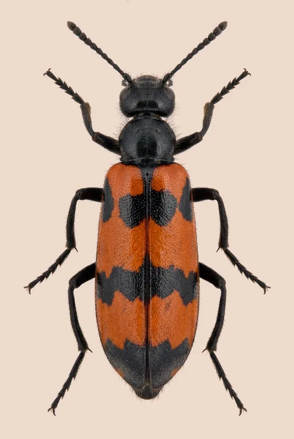 Mylabris variabilis, Mylabris variabilis, plate