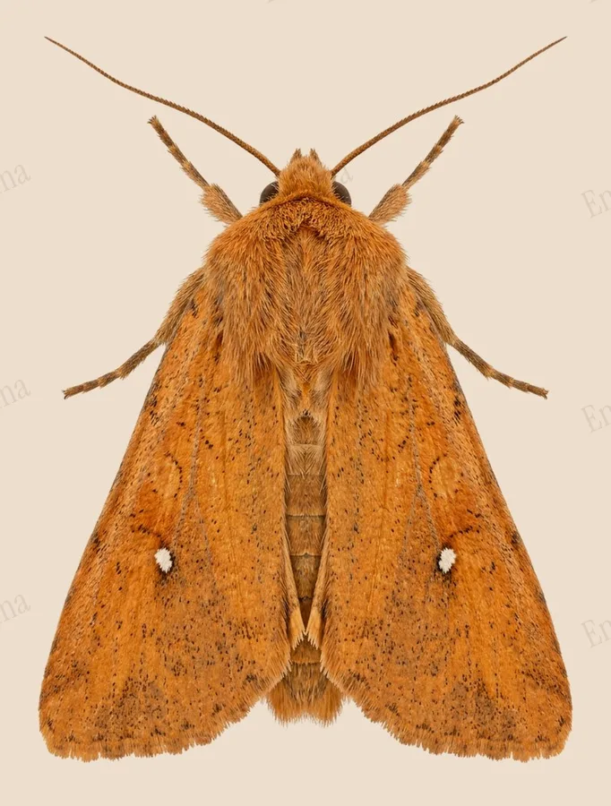 The white-point, Mythimna albipuncta, plate