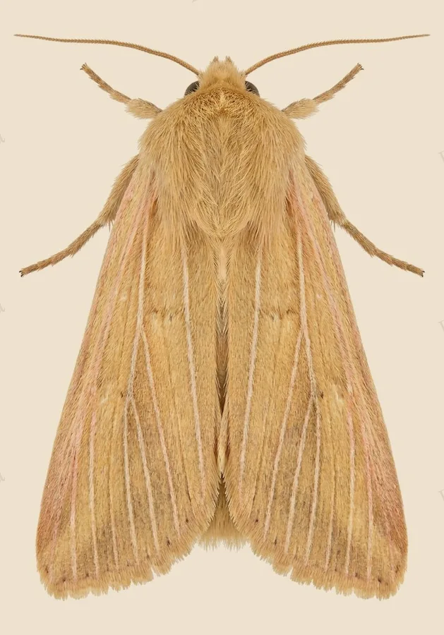 Common wainscot, Mythimna pallens, plate