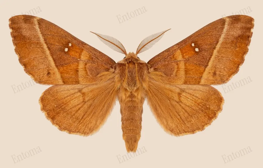 White-dotted prominent, Nadata gibbosa, plate