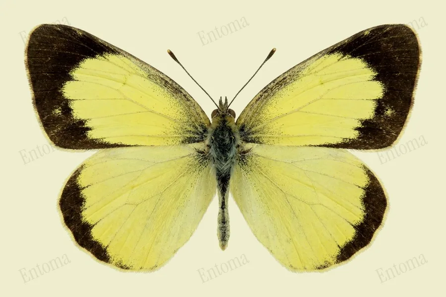 Dainty sulphur, Nathalis iole, plate