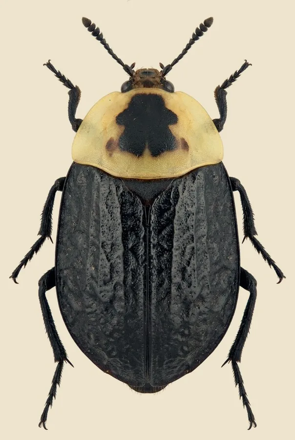 Necrophila americana, Necrophila americana, tavola