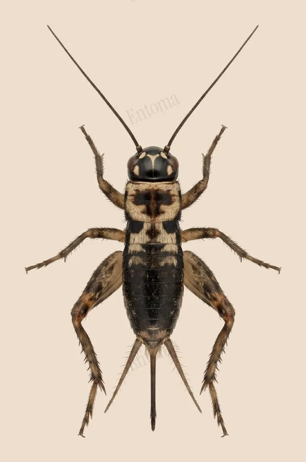 Nemobius sylvestris, Nemobius sylvestris, levha
