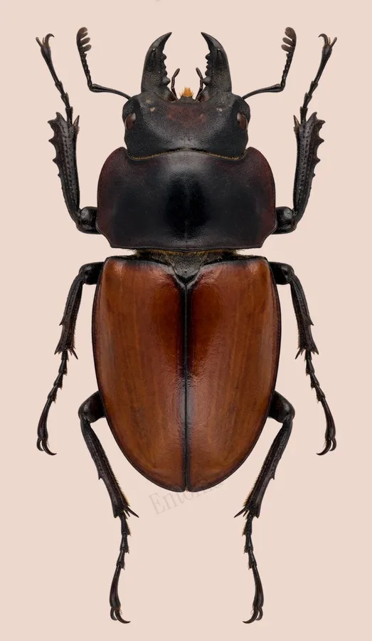 Neolucanus swinhoei, Neolucanus swinhoei, lámina