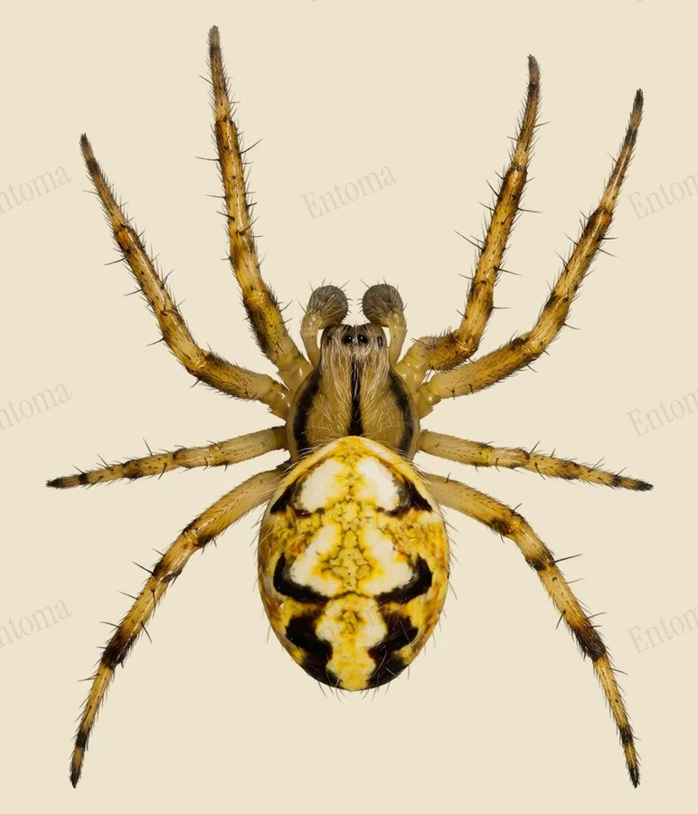 ドヨウオニグモ（Neoscona adianta）の図版