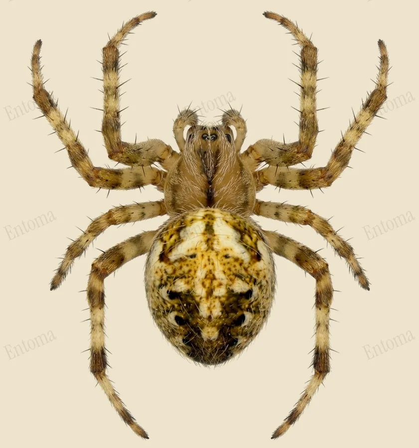 Neoscona arabesca, Neoscona arabesca, levha