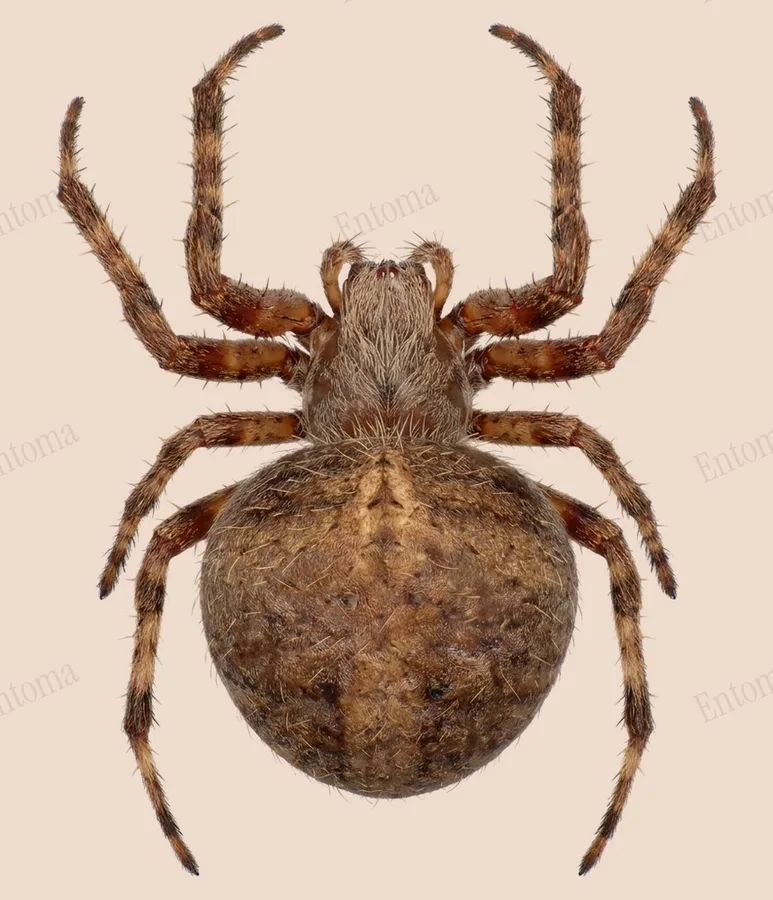 Neoscona crucifera（Neoscona crucifera）の図版