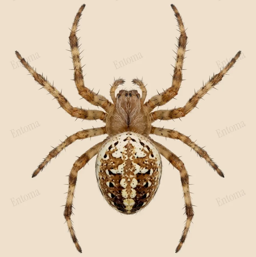Neoscona oaxacensis（Neoscona oaxacensis）の図版