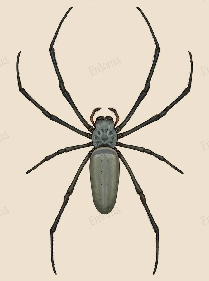 Nephila pilipes, Nephila pilipes, planche