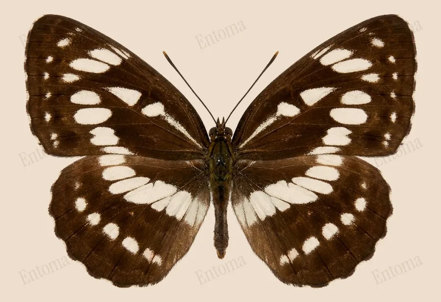 Neptis hylas, Neptis hylas, lámina