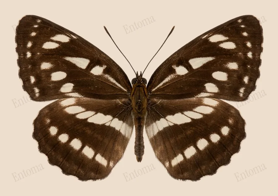 Neptis sappho, Neptis sappho, levha