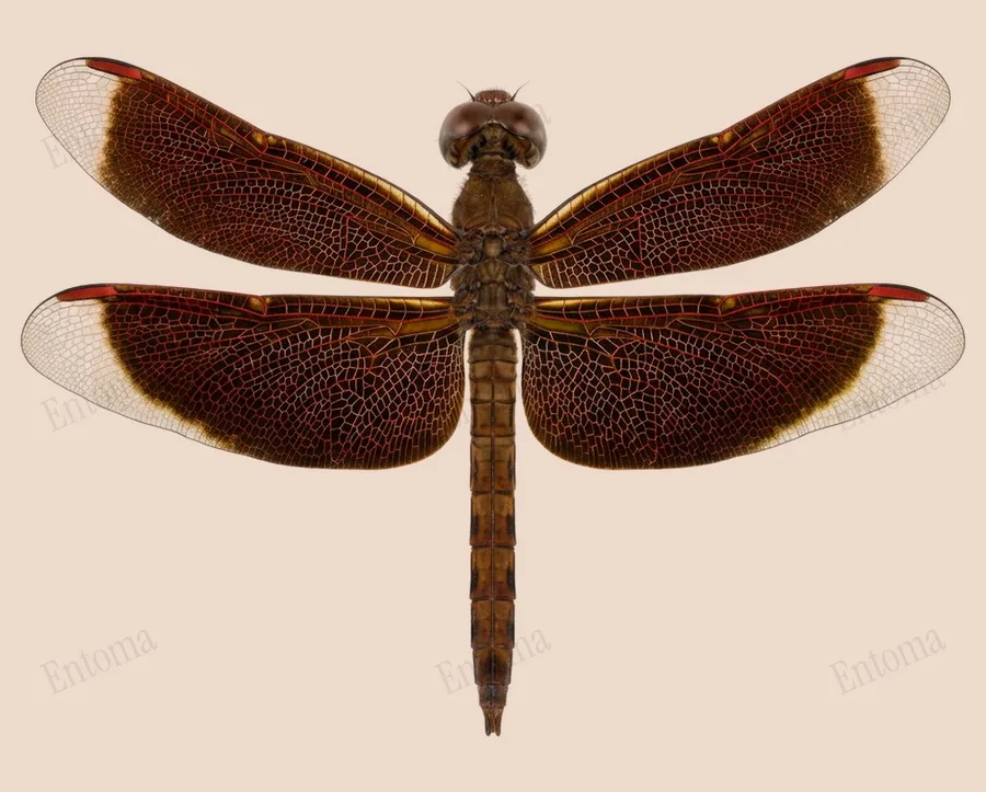 Neurothemis fluctuans（Neurothemis fluctuans）の図版