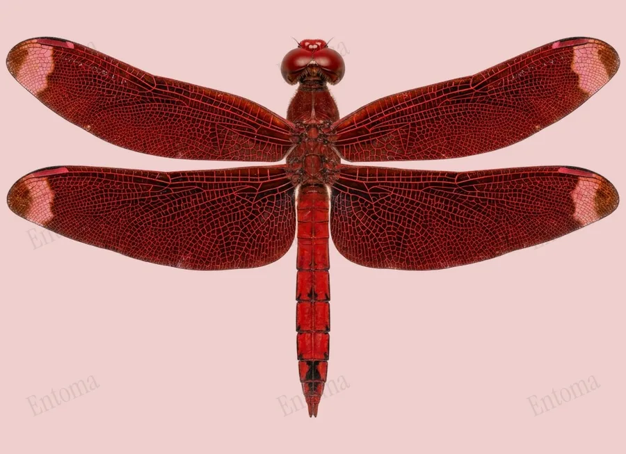 Neurothemis fulvia, Neurothemis fulvia, levha