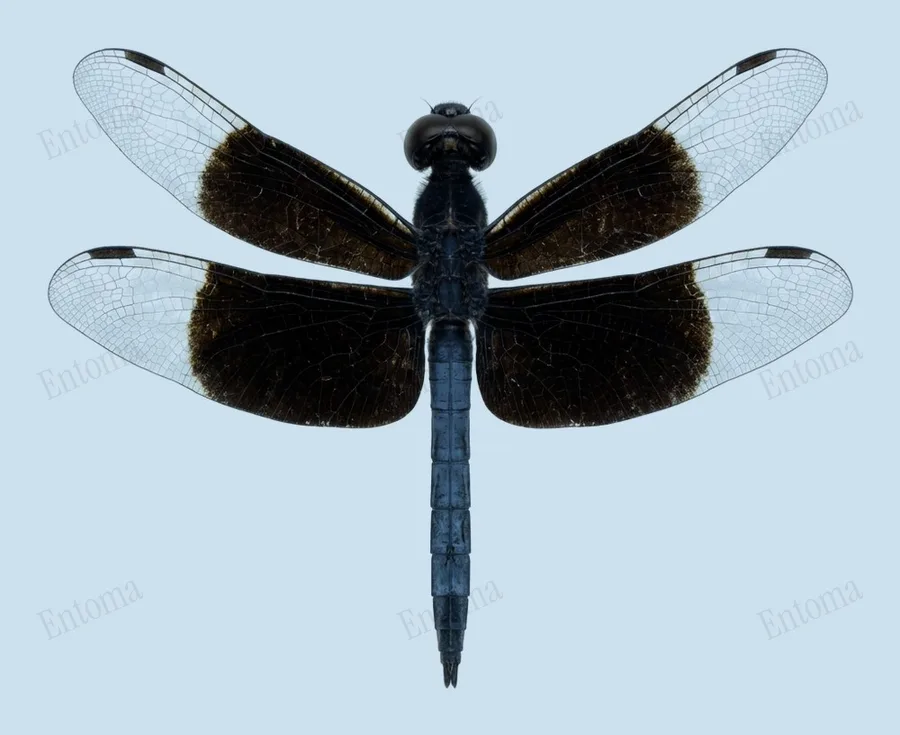 Neurothemis tullia（Neurothemis tullia）の図版