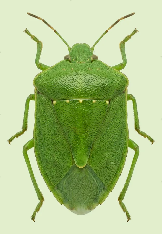 Southern green stink bug, Nezara viridula, plate