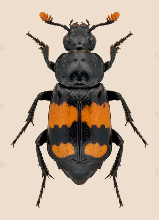 Lesser vespillo burying beetle, Nicrophorus vespilloides, plate