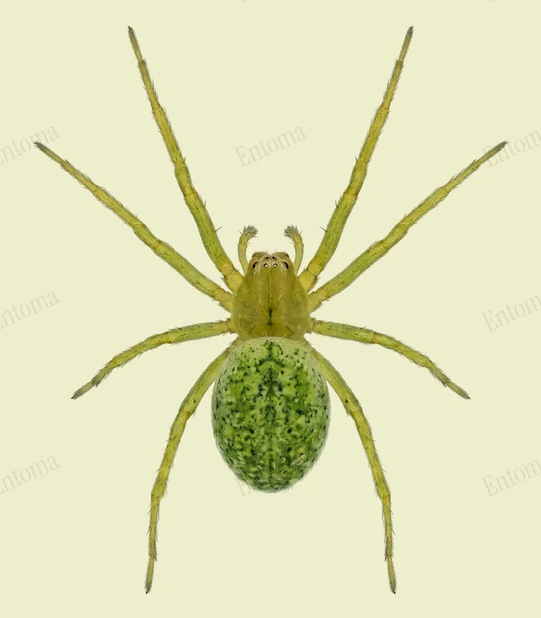 Nigma walckenaeri, Nigma walckenaeri, levha