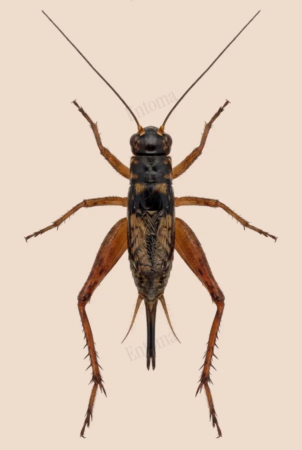 Nisitrus malaya（Nisitrus malaya）の図版