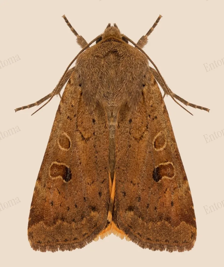 Lesser yellow underwing, Noctua comes, plate