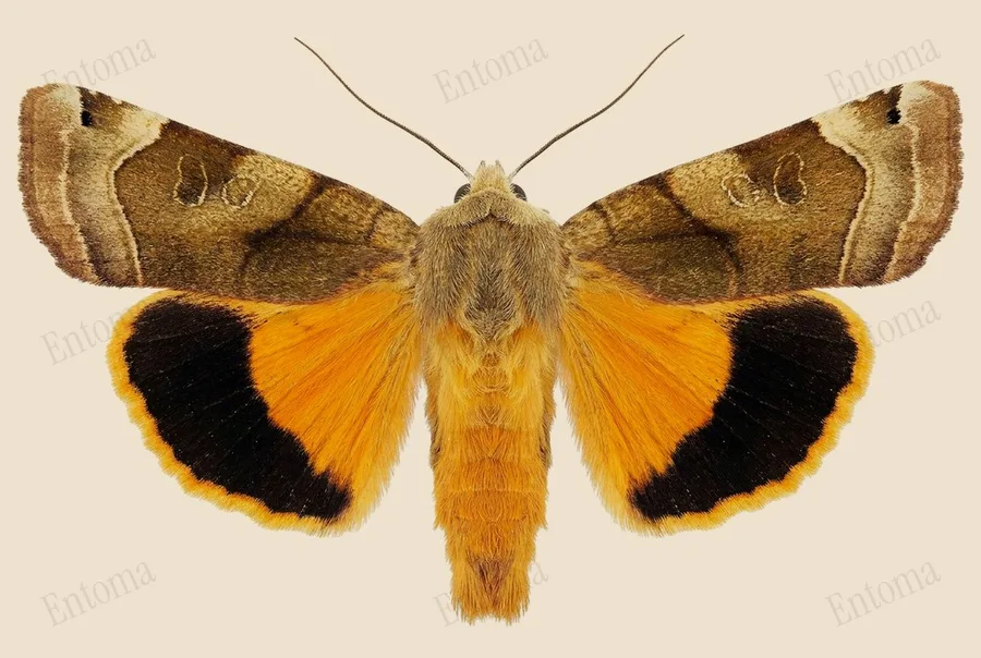 Broad-bordered yellow underwing, Noctua fimbriata, plate