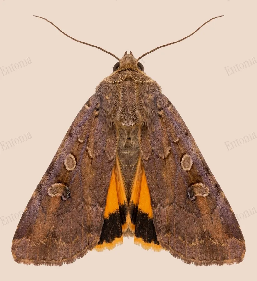 Lesser broad-bordered yellow underwing, Noctua janthe, plate