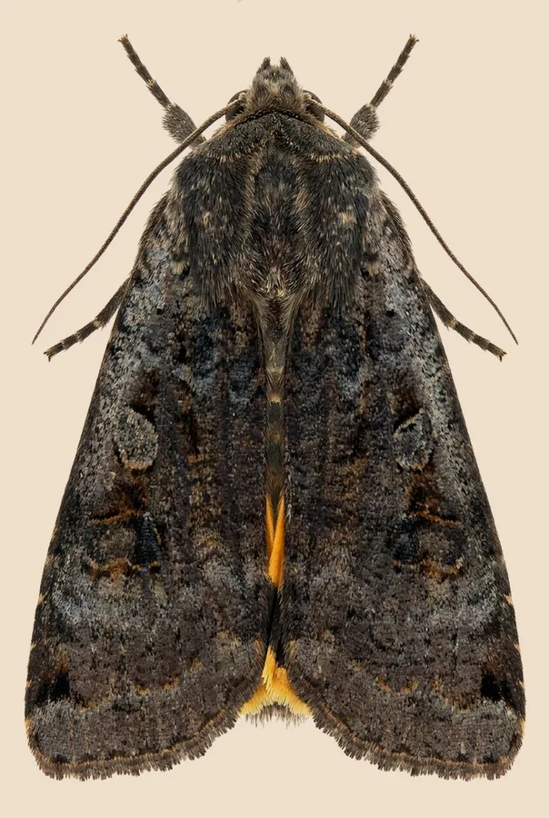 Large yellow underwing, Noctua pronuba, plate