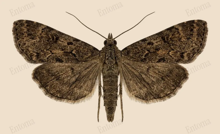 Nomophila nearctica（Nomophila nearctica）の図版