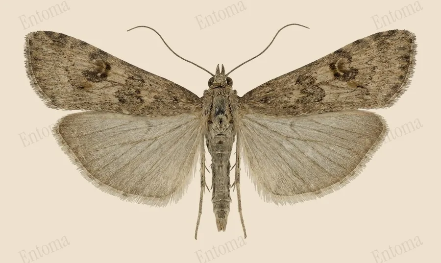 Rush veneer, Nomophila noctuella, plate
