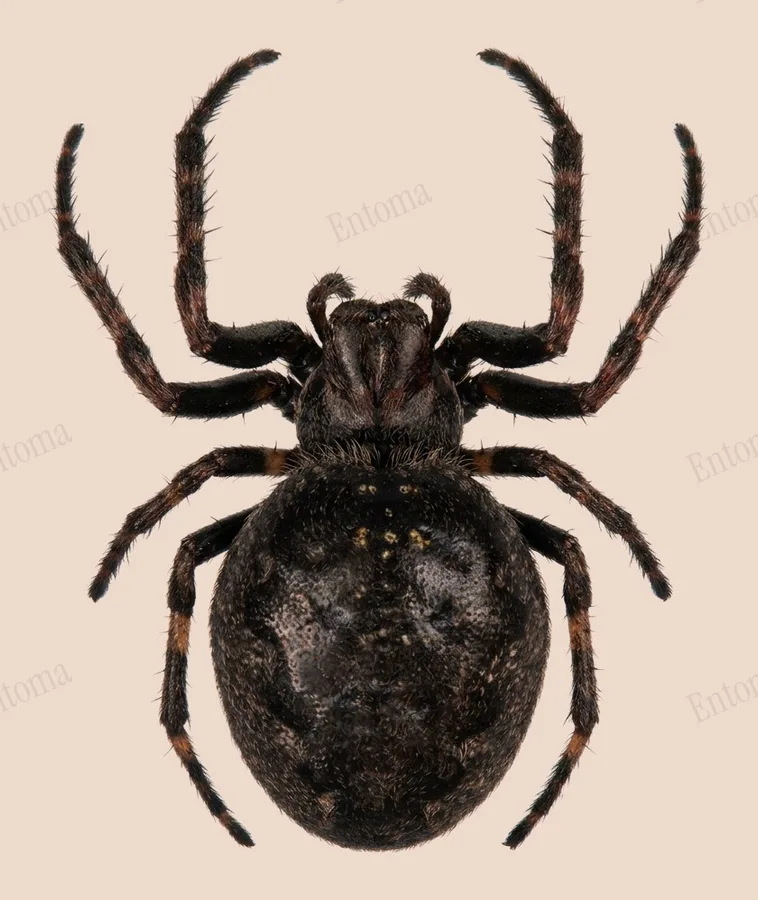 Araignée des fissures, Nuctenea umbratica, planche
