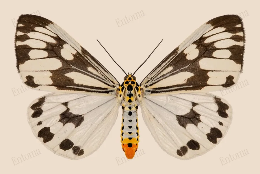 Nyctemera adversata, Nyctemera adversata, lámina