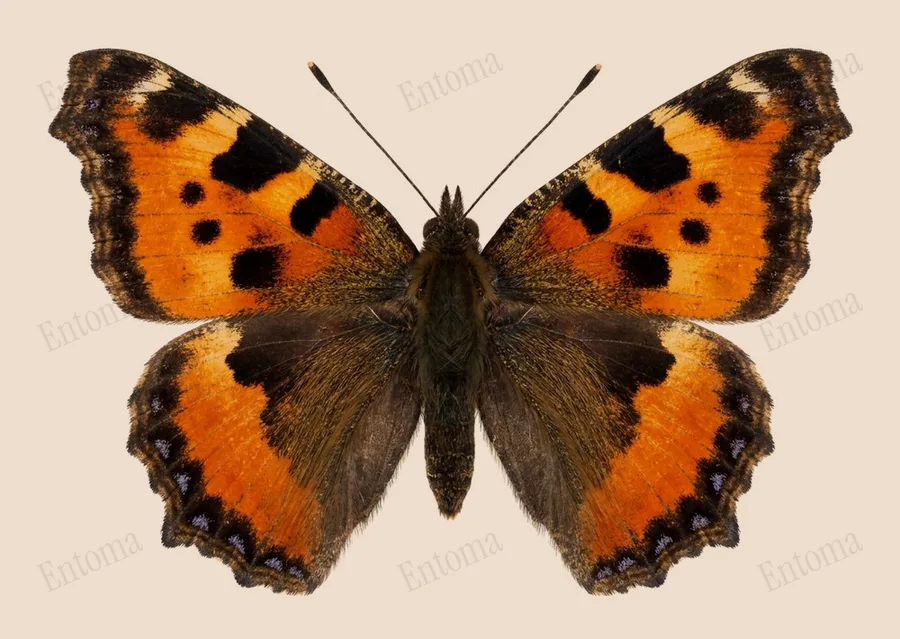 Vanesse du céanothe, Nymphalis californica, planche