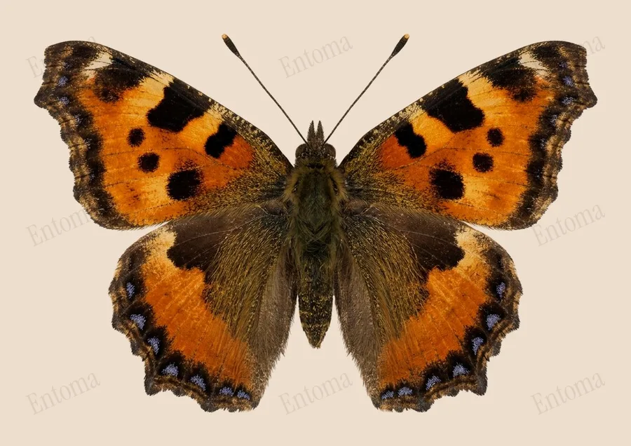 Large tortoiseshell, Nymphalis polychloros, plate