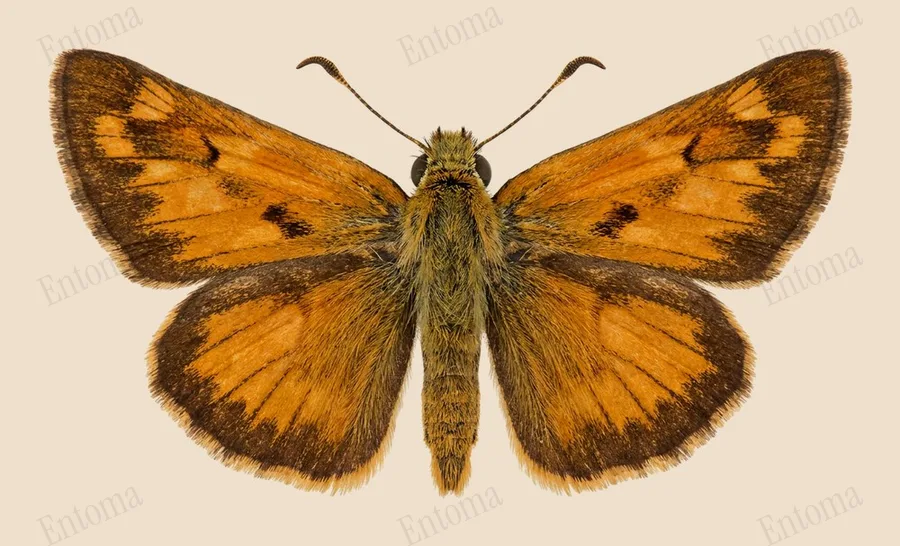 Woodland skipper, Ochlodes sylvanoides, plate