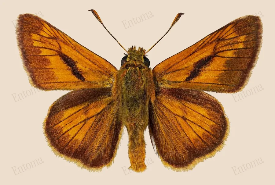 Large skipper, Ochlodes sylvanus, plate