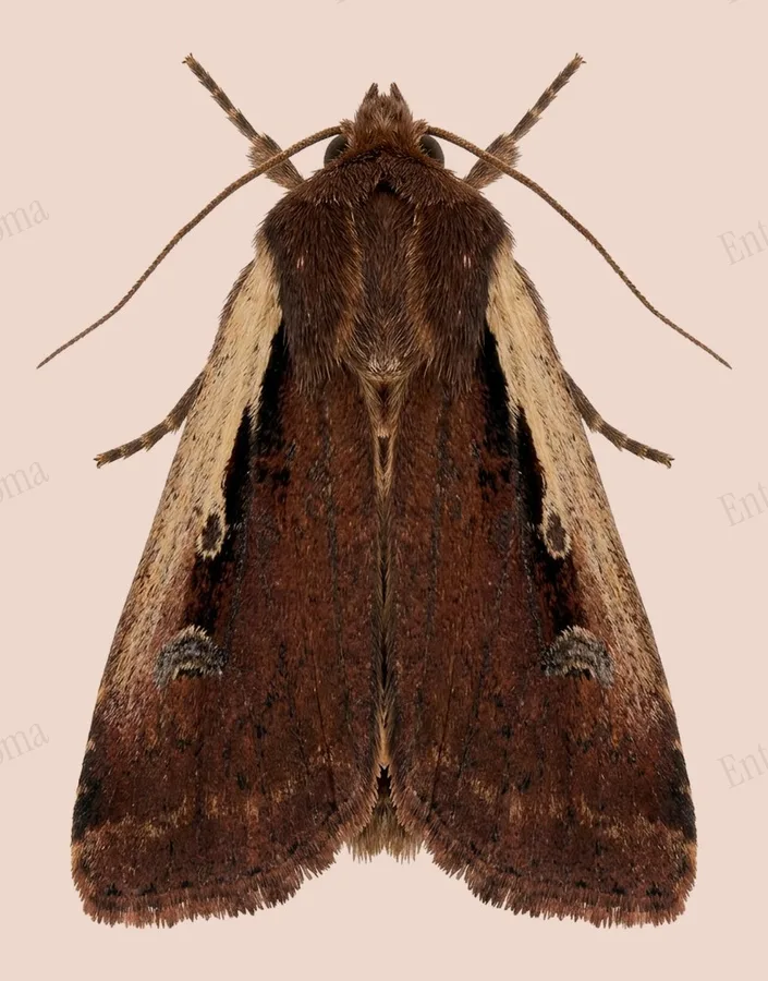 Flame shoulder, Ochropleura plecta, plate