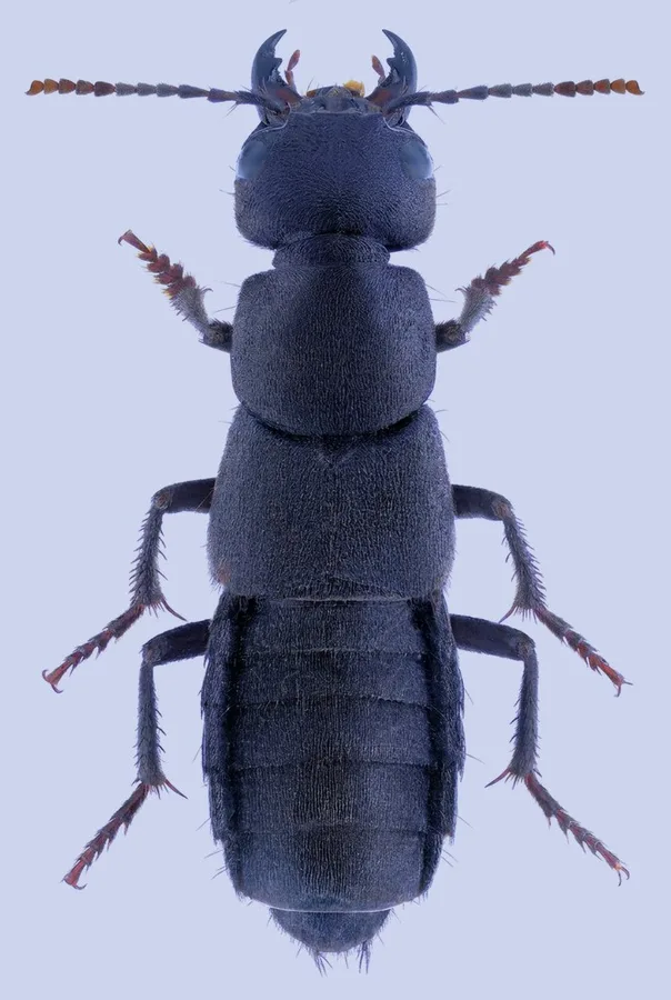 Devil's coach horse beetle, Ocypus olens, plate