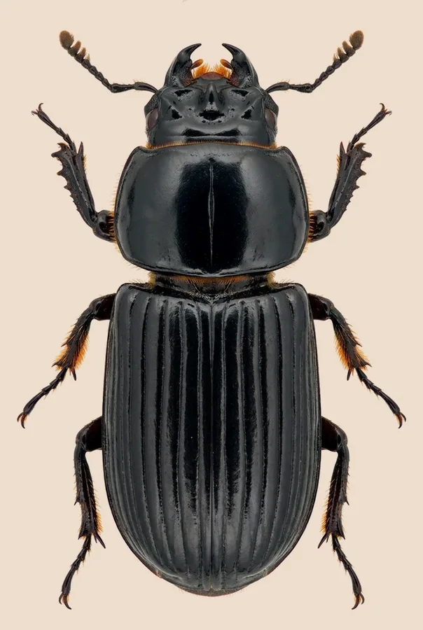Horned passalus beetle, Odontotaenius disjunctus, plate