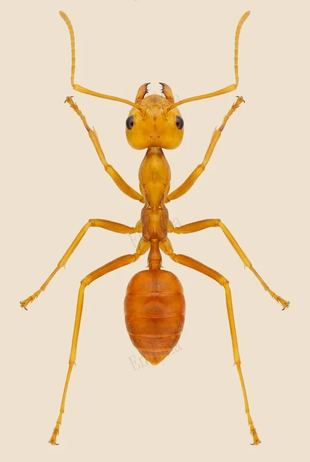 Oecophylla smaragdina, Oecophylla smaragdina, tavola