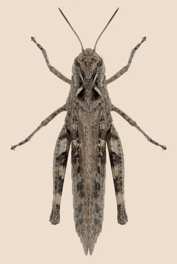 Oedaleus infernalis, Oedaleus infernalis, levha