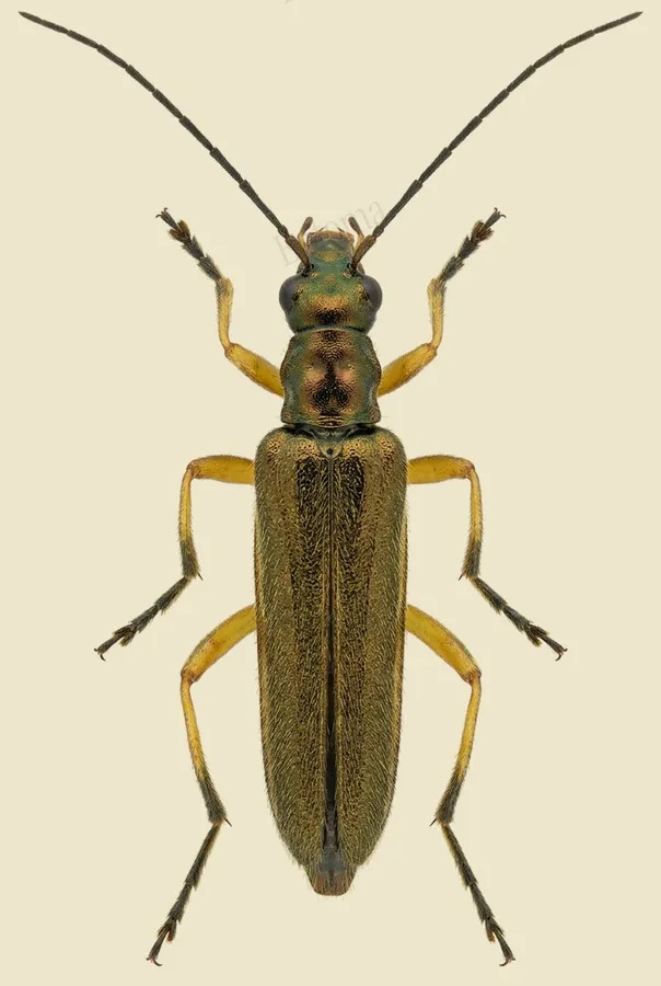 Yellow-legged thick-legged flower beetle, Oedemera flavipes, plate